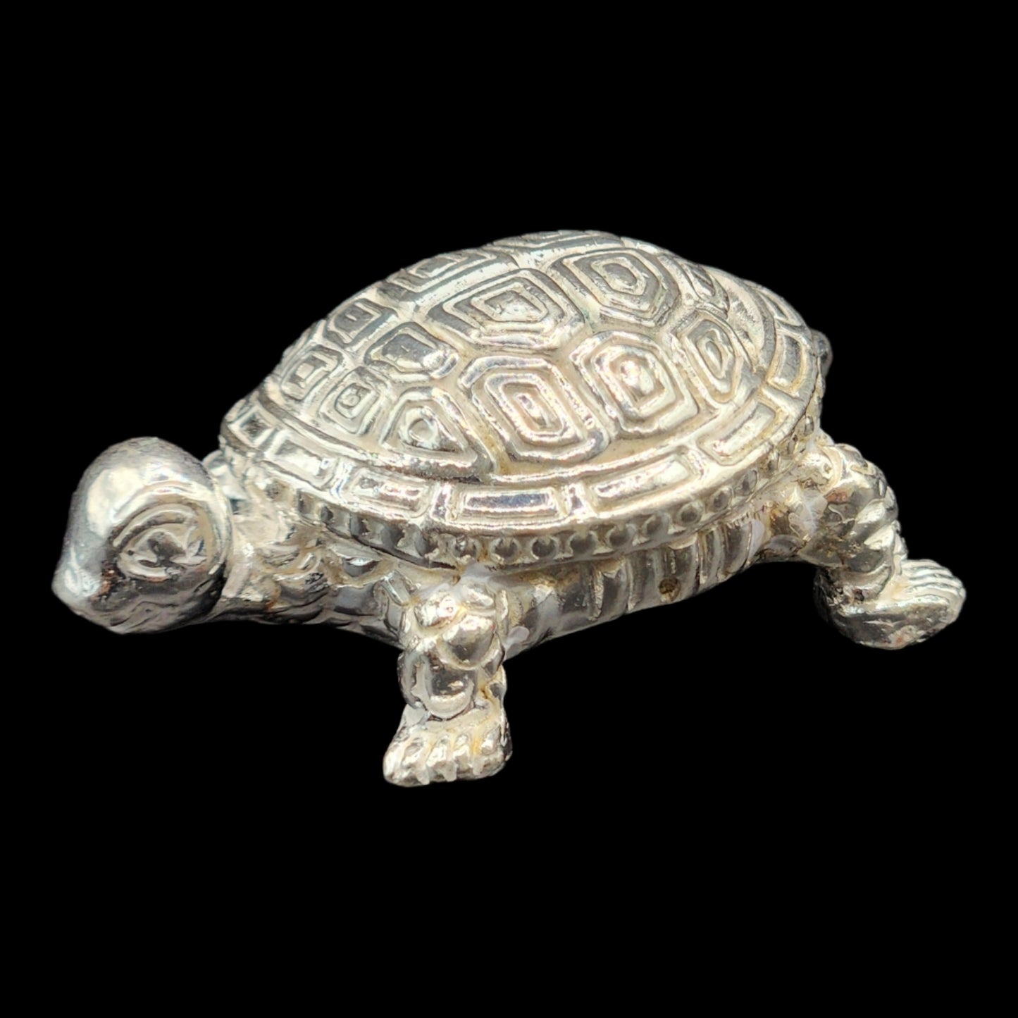 Silver Tortoise/Kachua