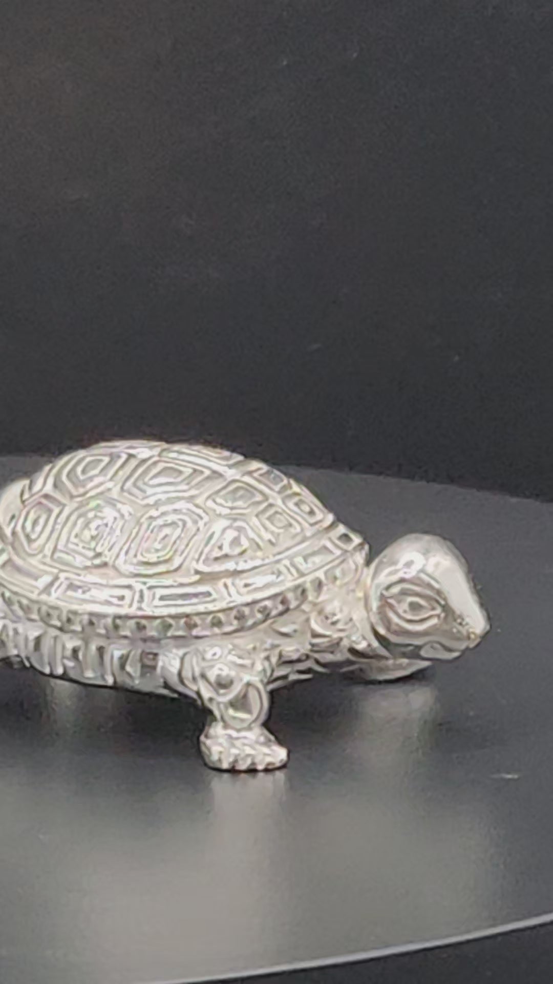 Silver Tortoise/Kachua